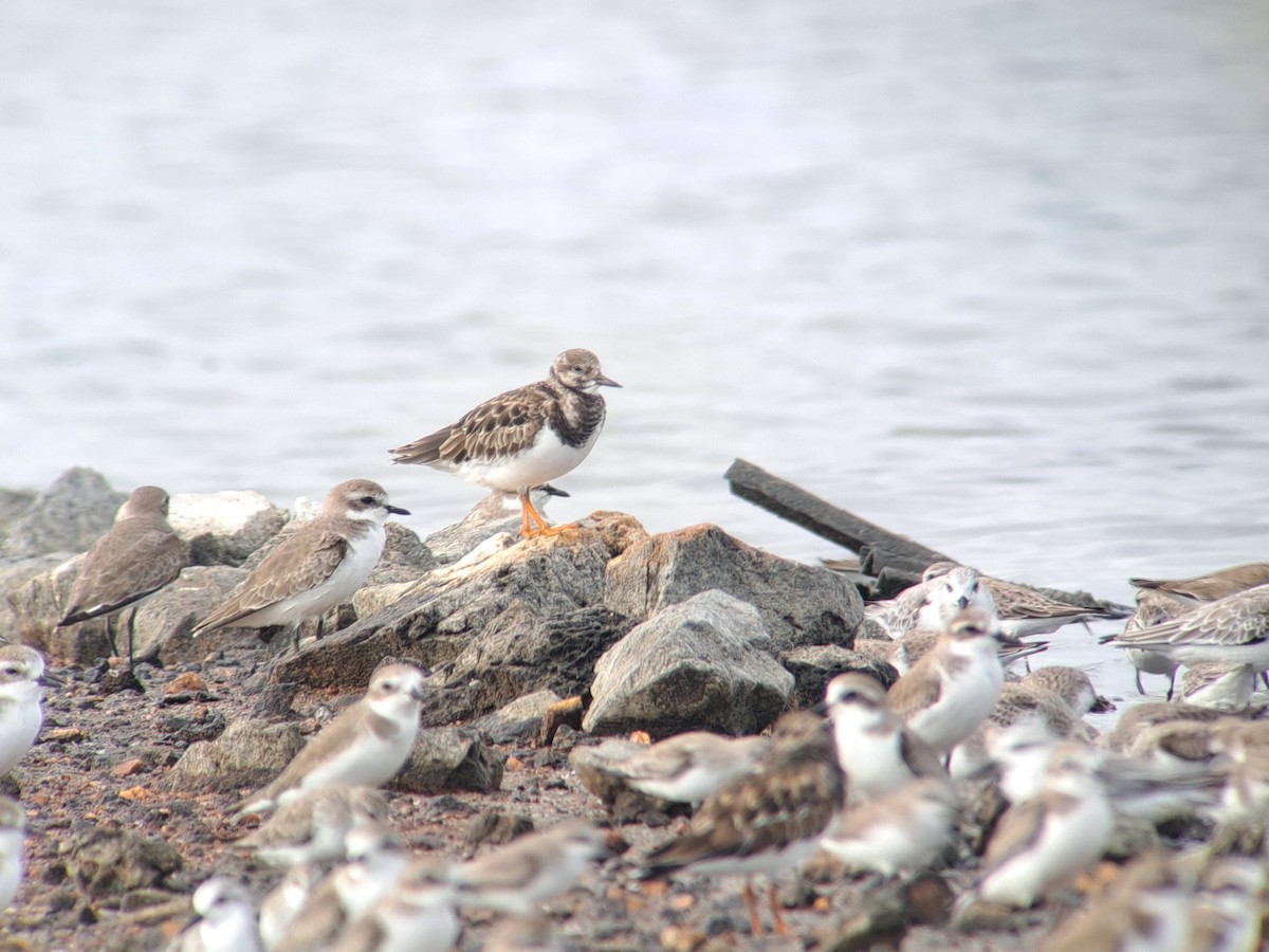Ruddy Turnstone - ML646386076