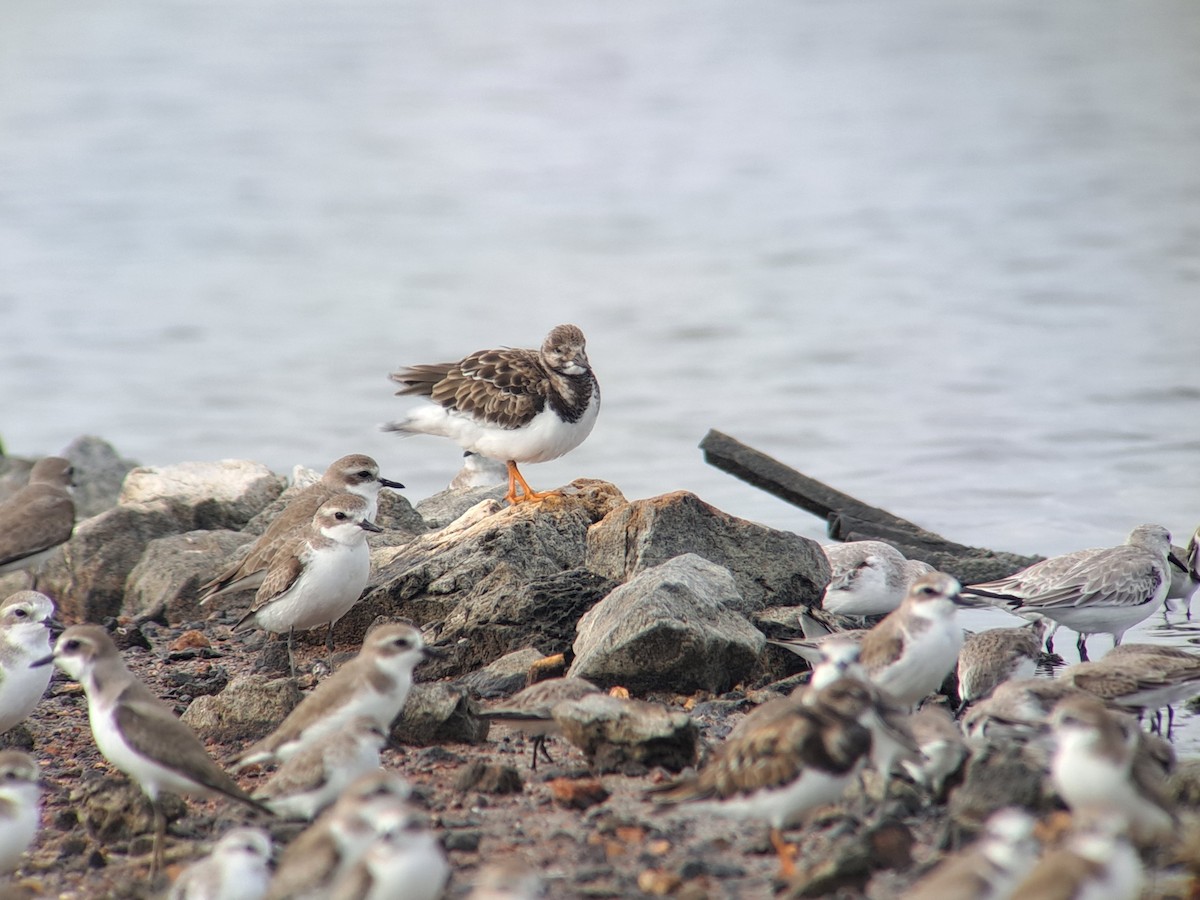 Ruddy Turnstone - ML646386077