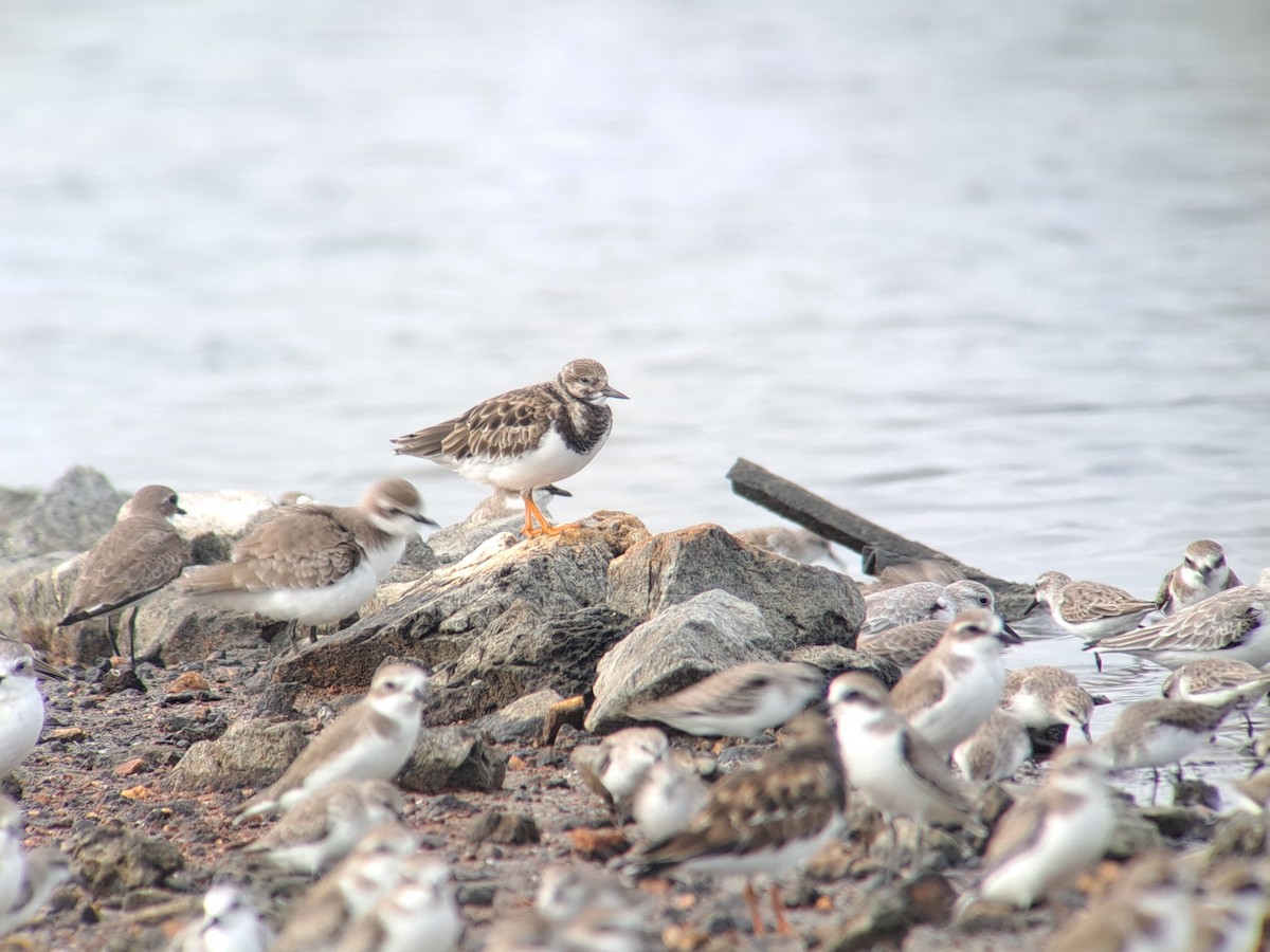 Ruddy Turnstone - ML646386078