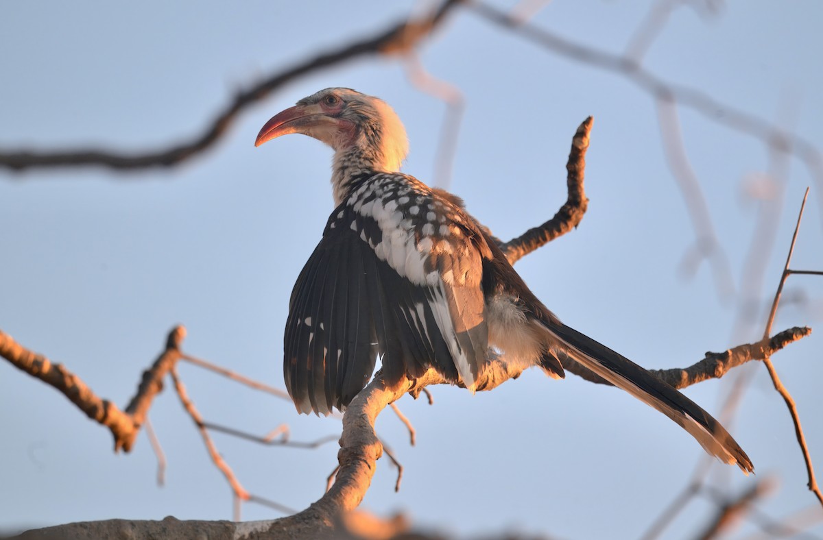 Damara Red-billed Hornbill - ML646386083