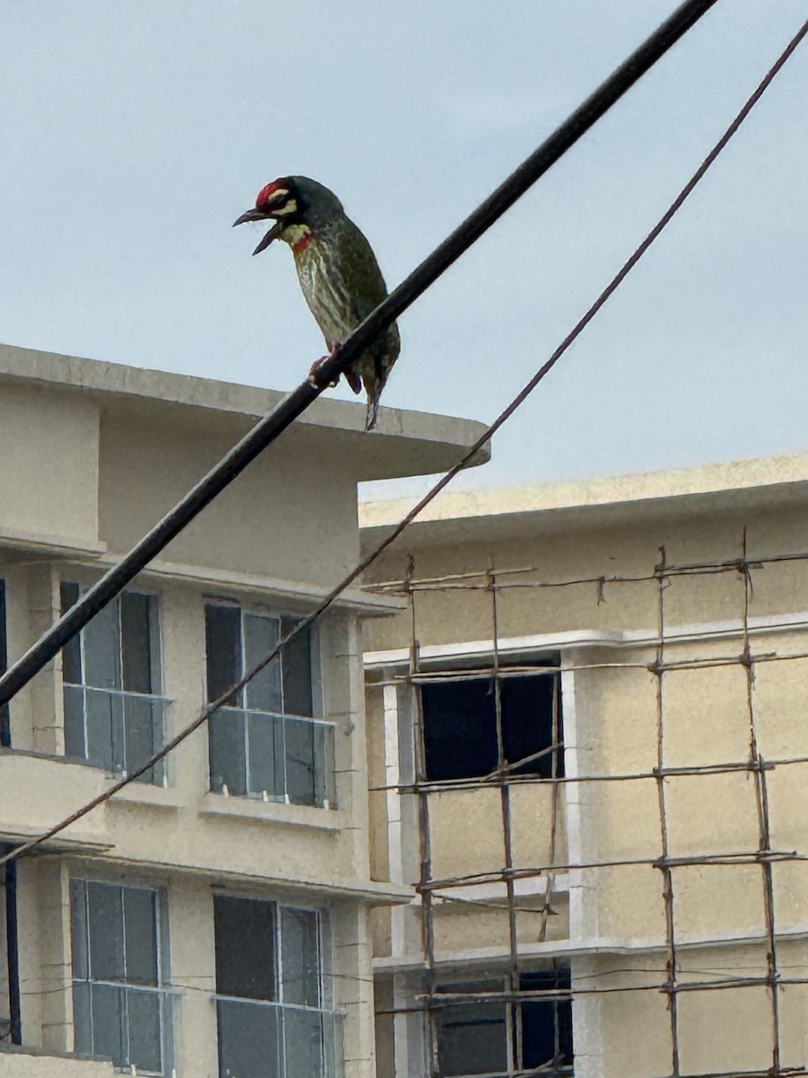 Coppersmith Barbet - ML646386086