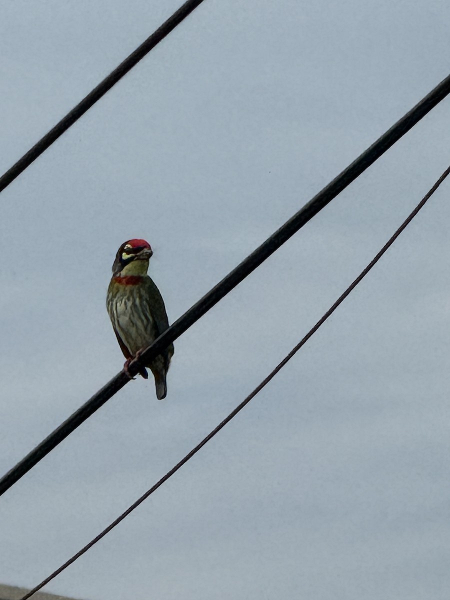 Coppersmith Barbet - ML646386087
