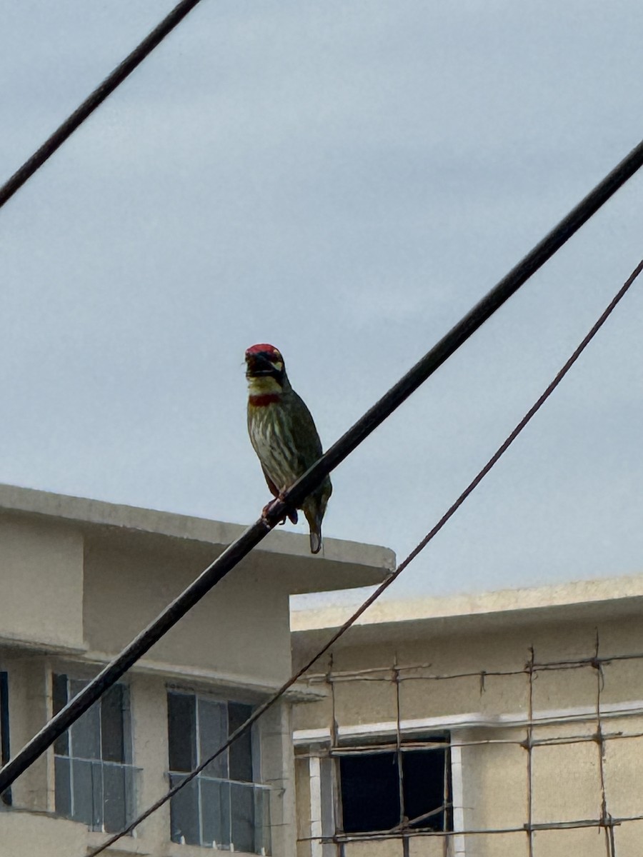 Coppersmith Barbet - ML646386088