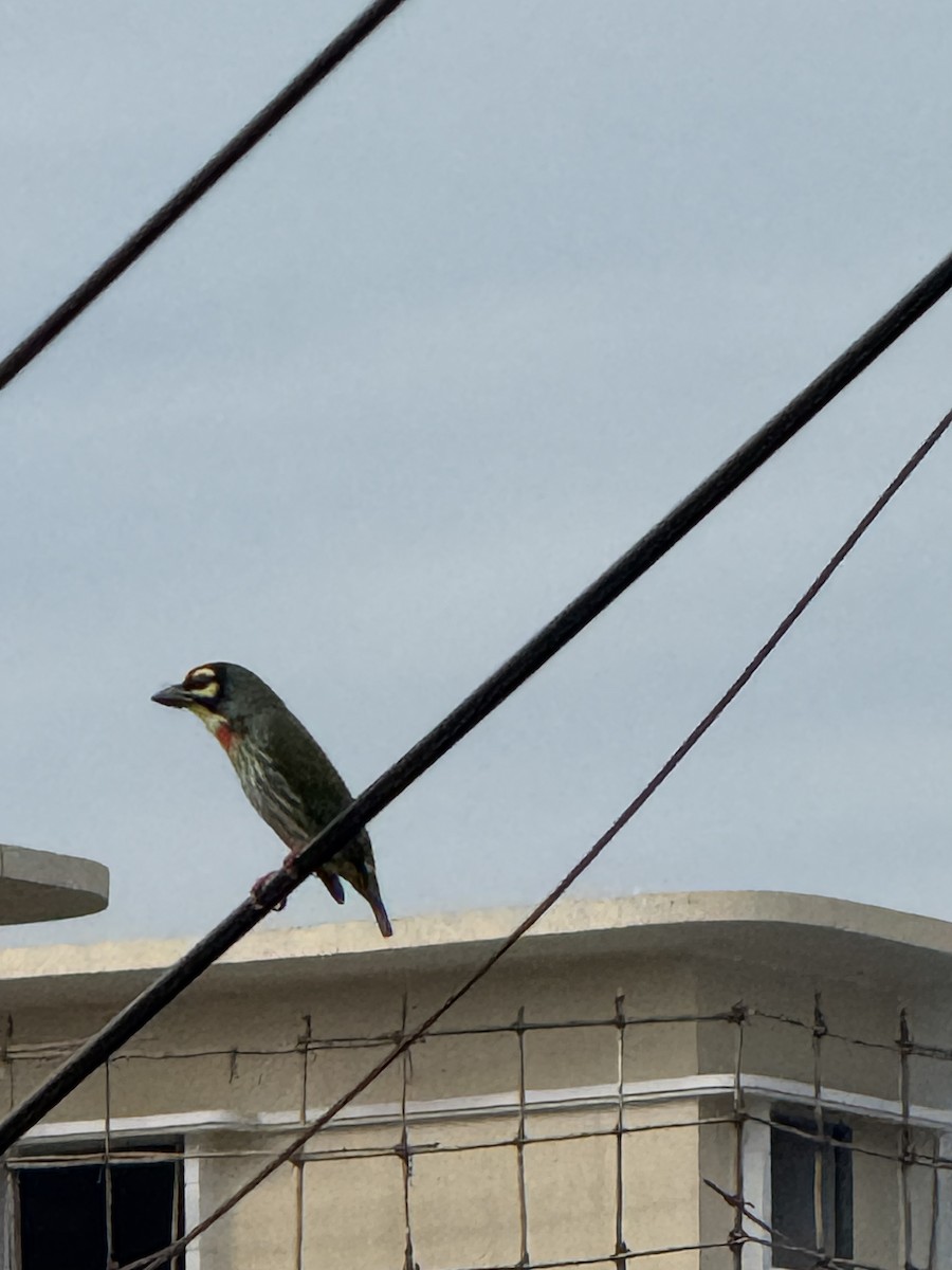 Coppersmith Barbet - ML646386089