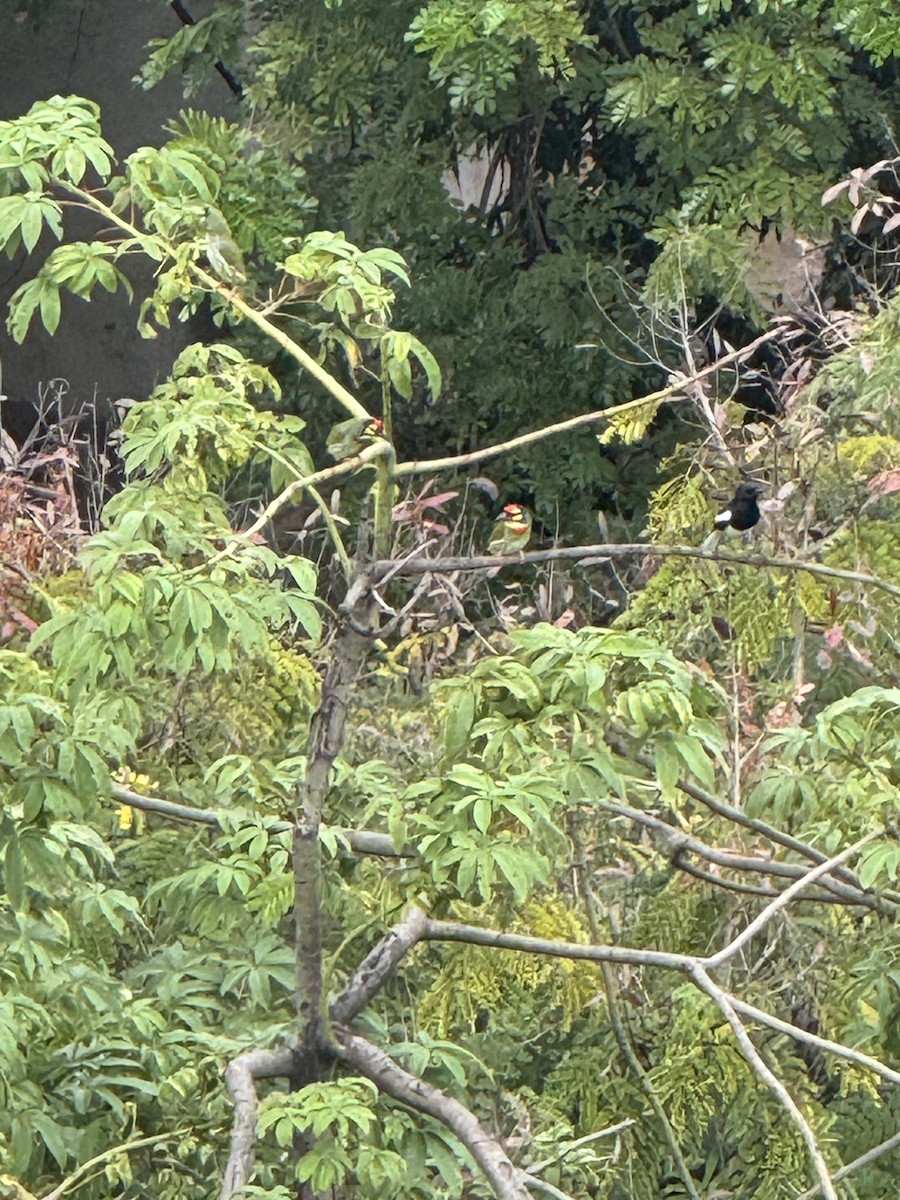 Coppersmith Barbet - ML646386090