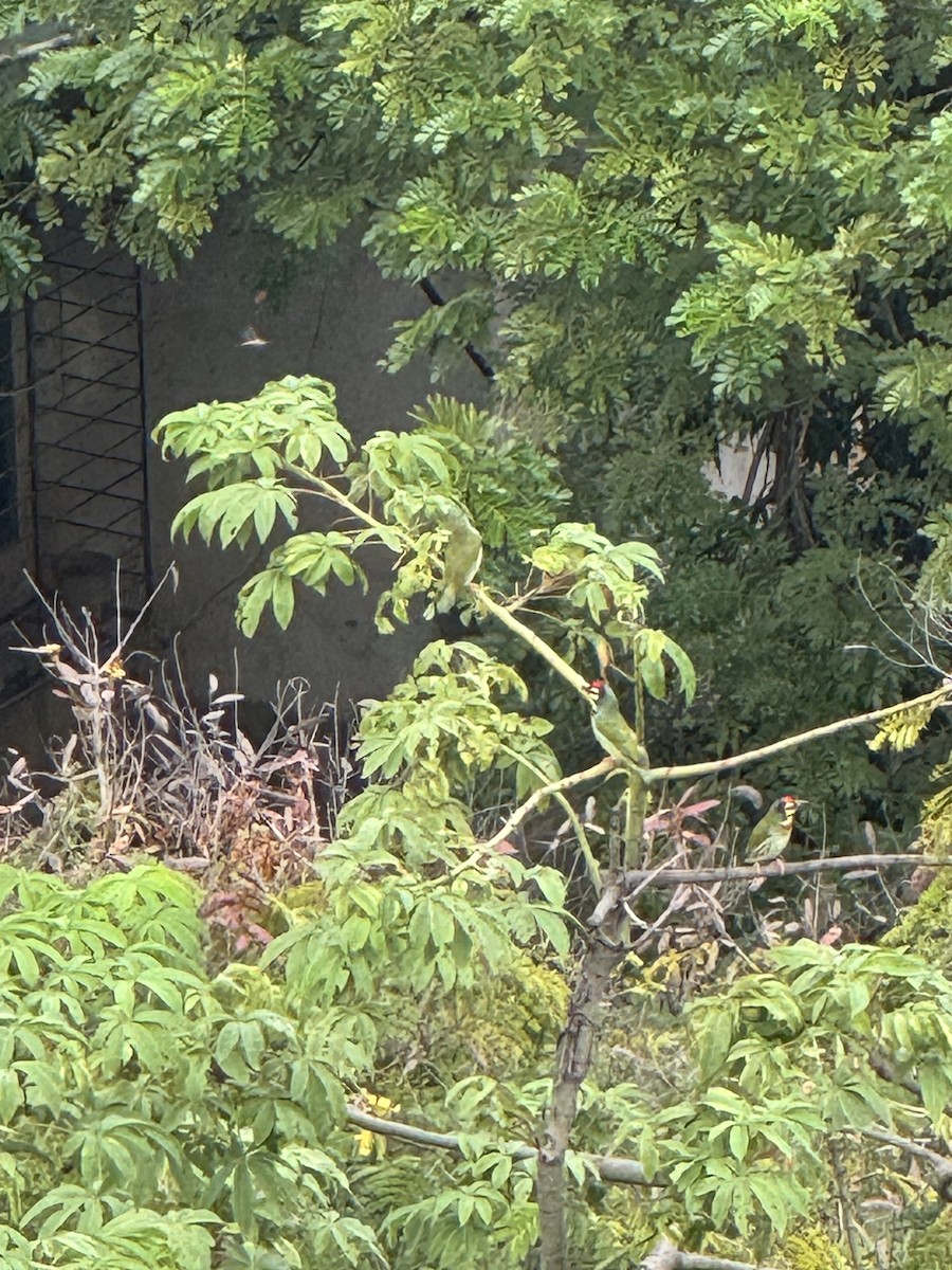 Coppersmith Barbet - ML646386091