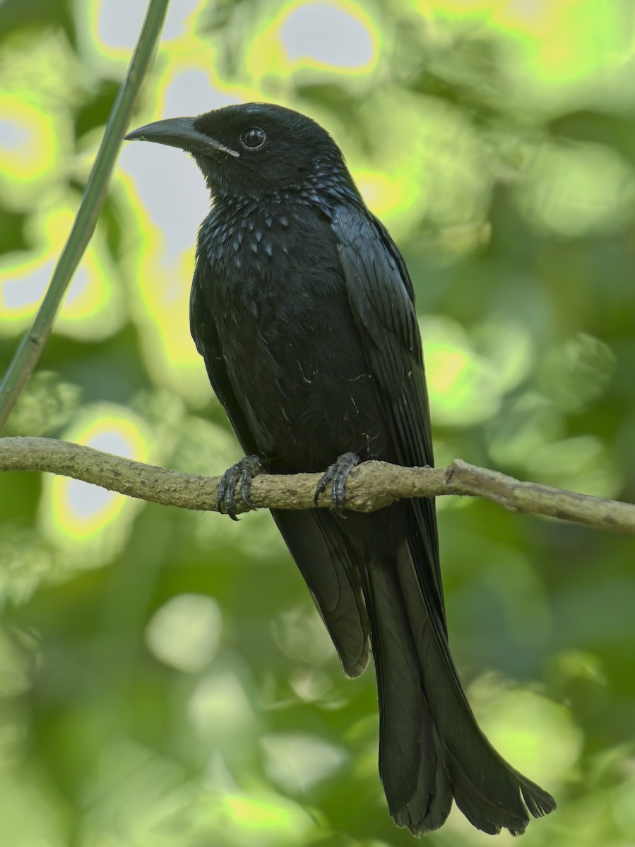 Hair-crested Drongo - ML646386092