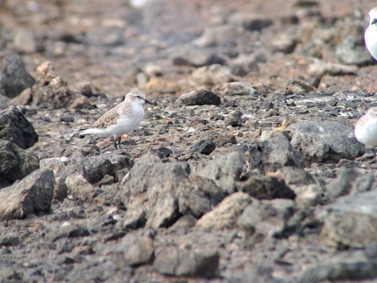 Red-necked Stint - ML646386095