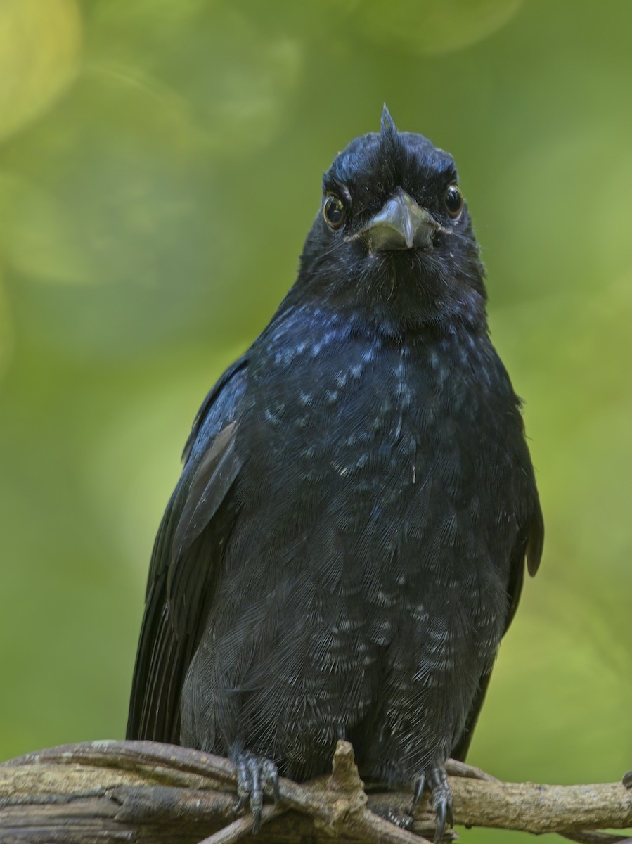 Greater Racket-tailed Drongo - ML646386098