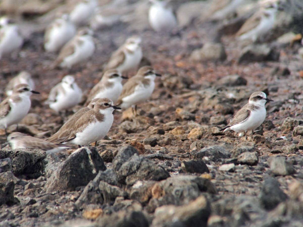 Tibetan Sand-Plover - ML646386101