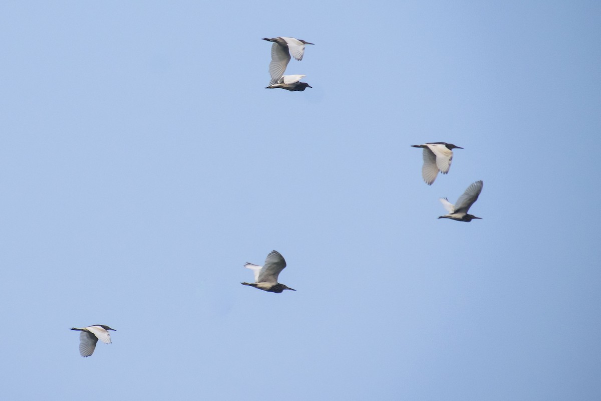 Garcilla India - ML646386104