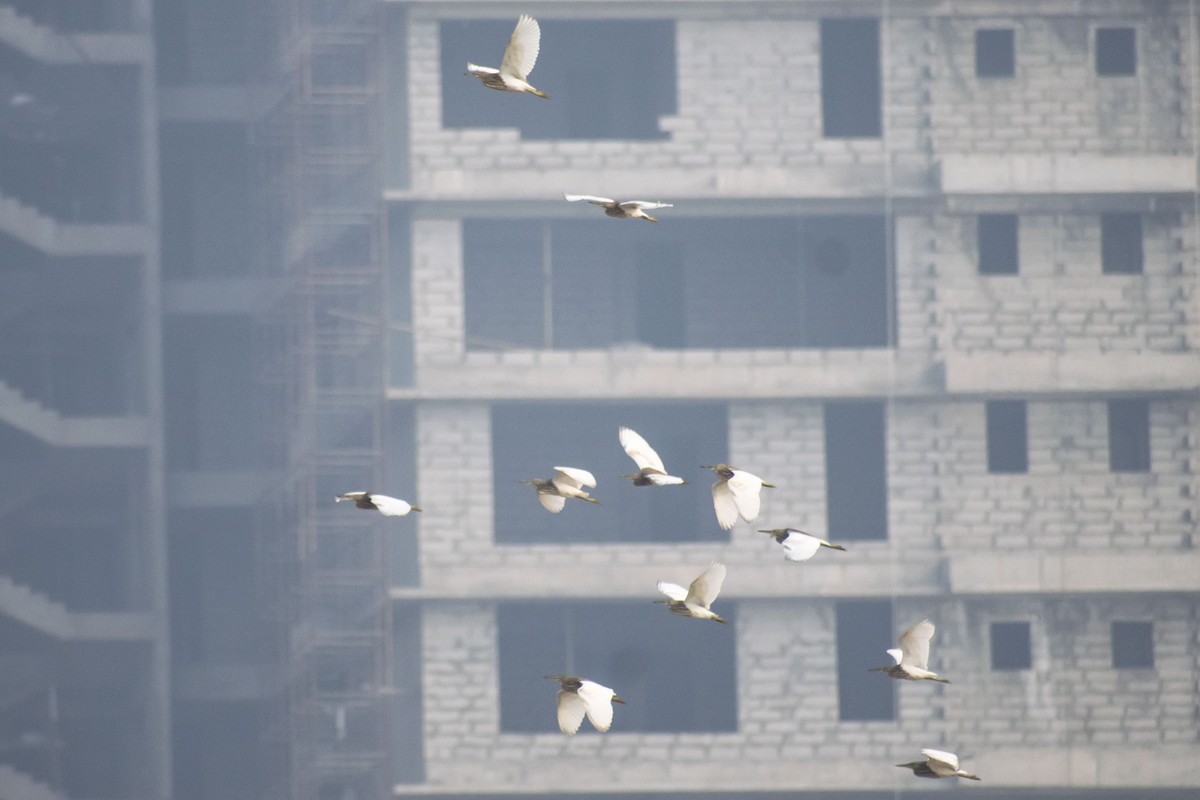 Garcilla India - ML646386105