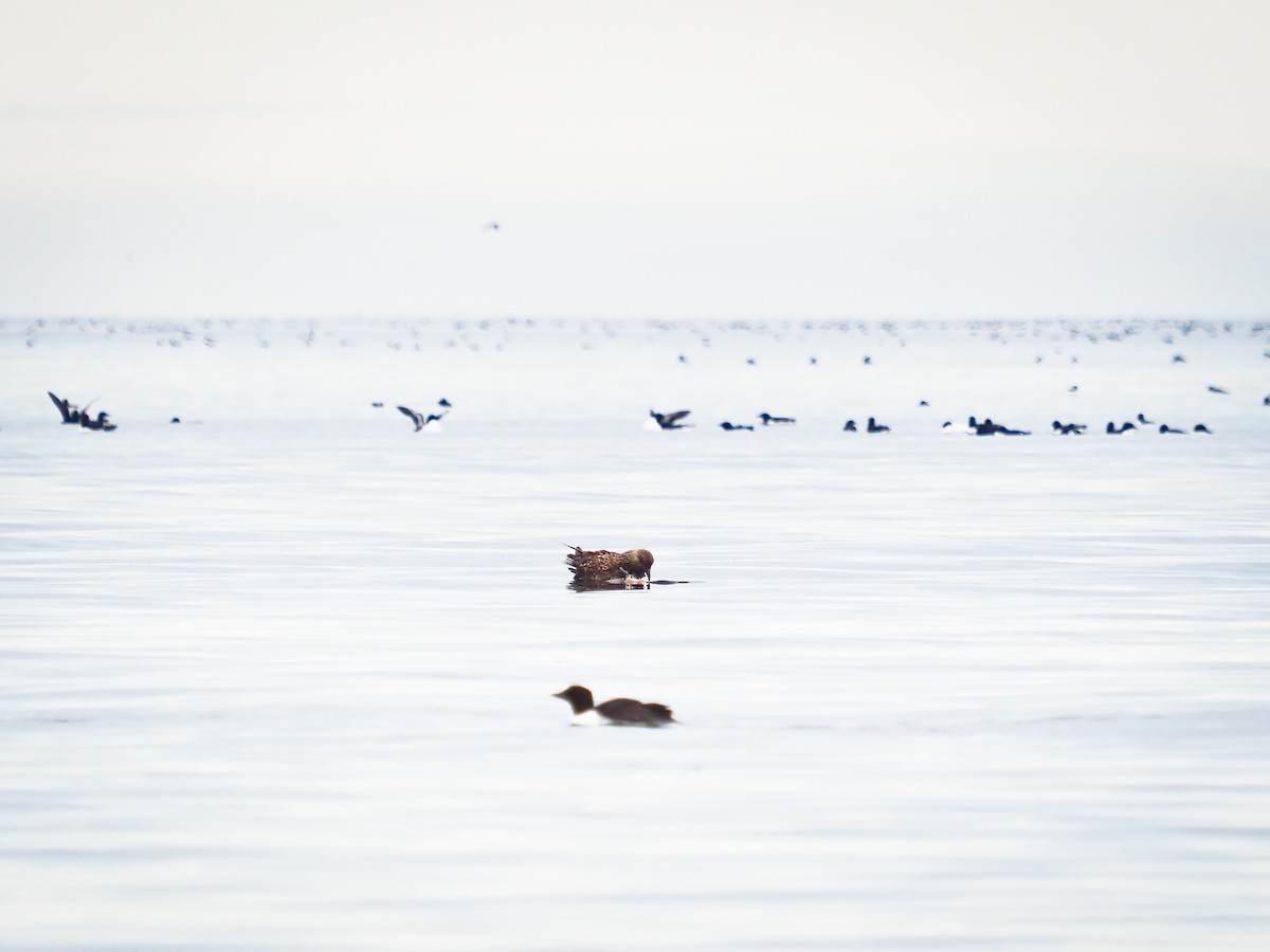 Stercorario maggiore - ML646386116