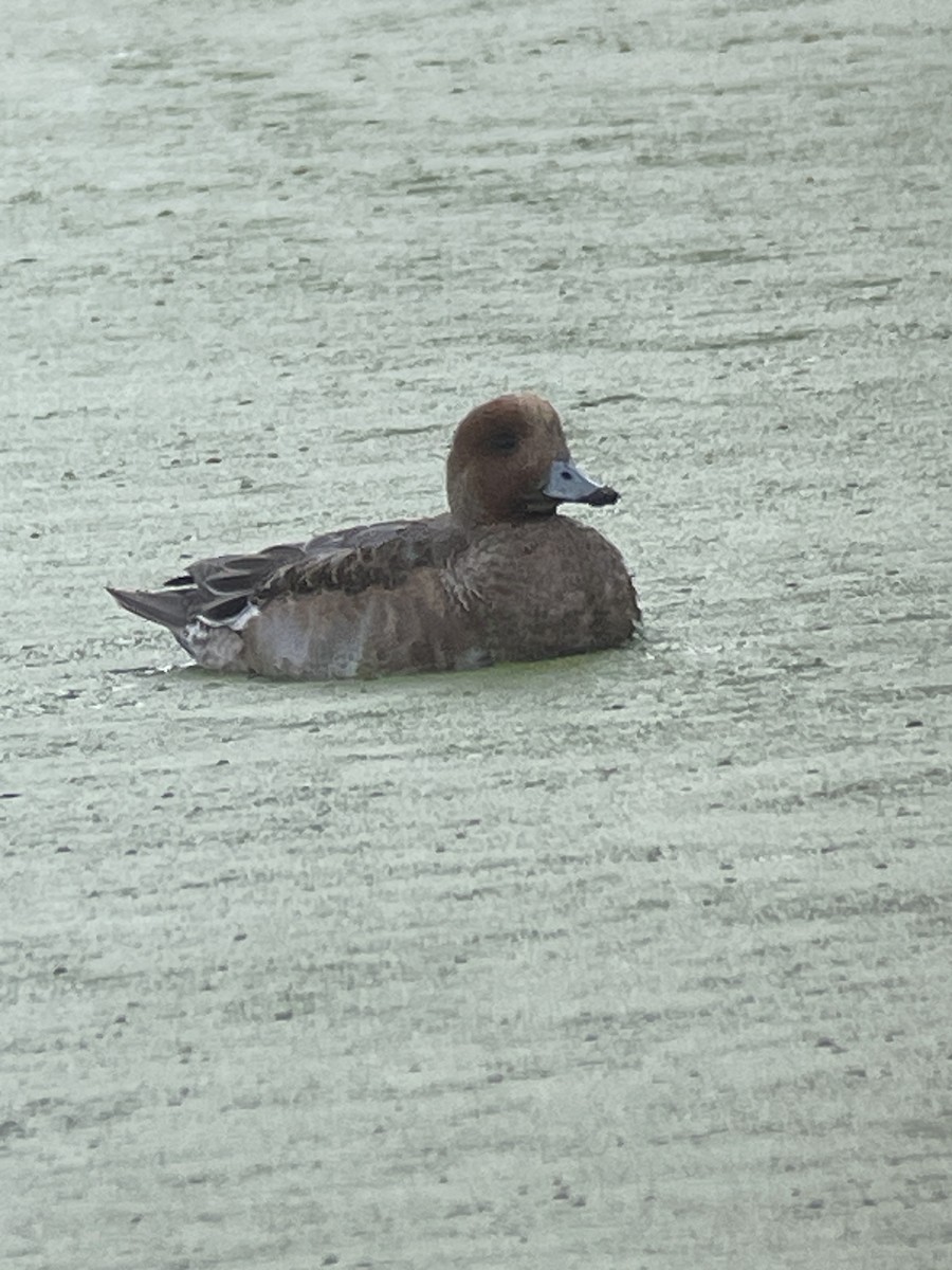 赤頸鴨 - ML646386117