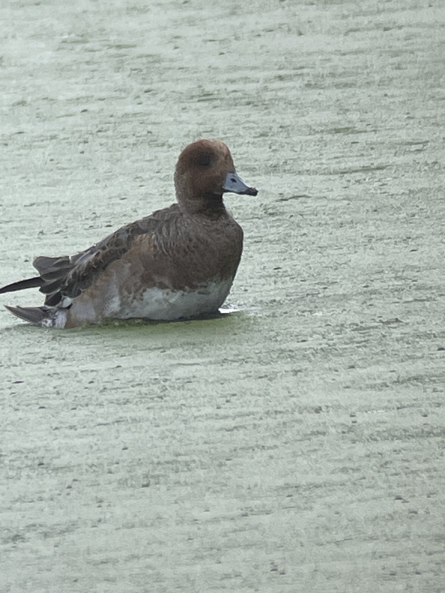 赤頸鴨 - ML646386118