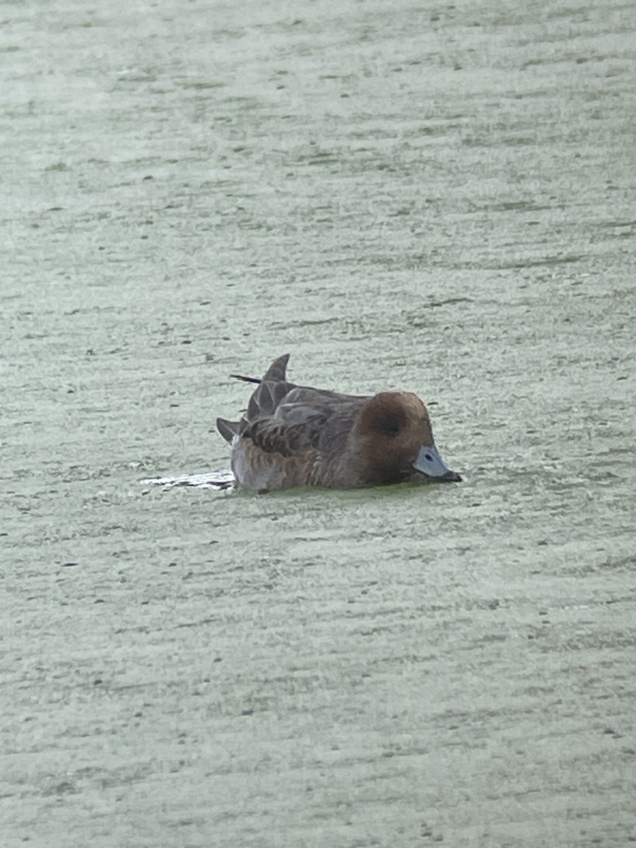 赤頸鴨 - ML646386119