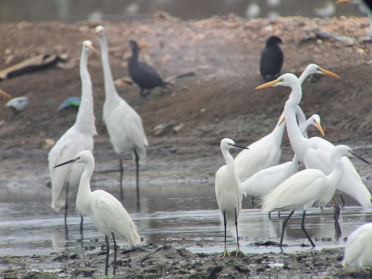 Great Egret - ML646386121