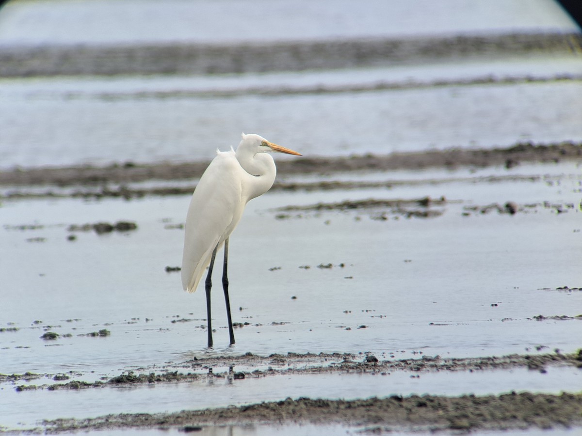 Great Egret - ML646386122
