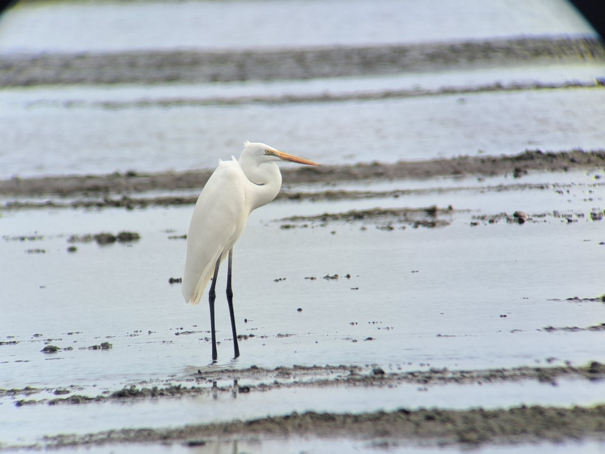Great Egret - ML646386123