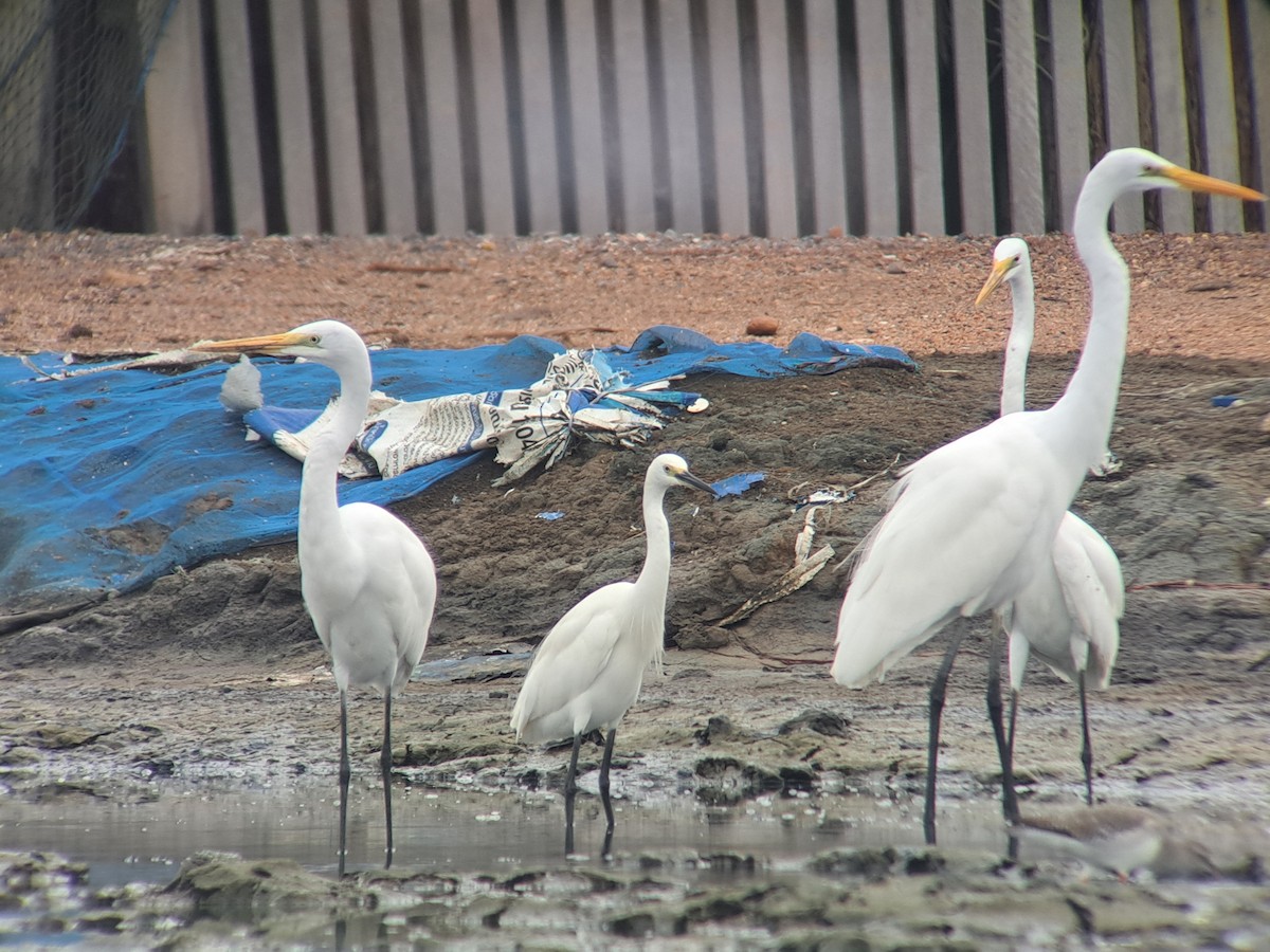 Great Egret - ML646386124