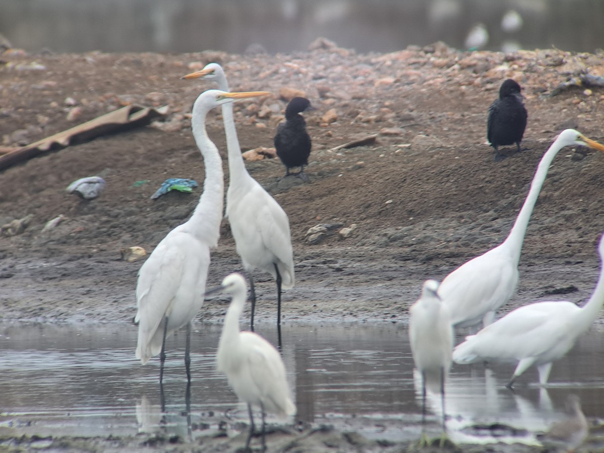Great Egret - ML646386125
