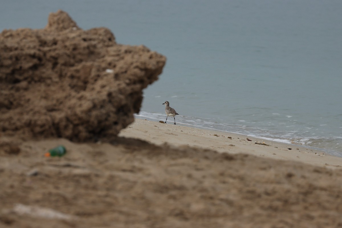 Буурал сүвээ цагаан - ML646386126