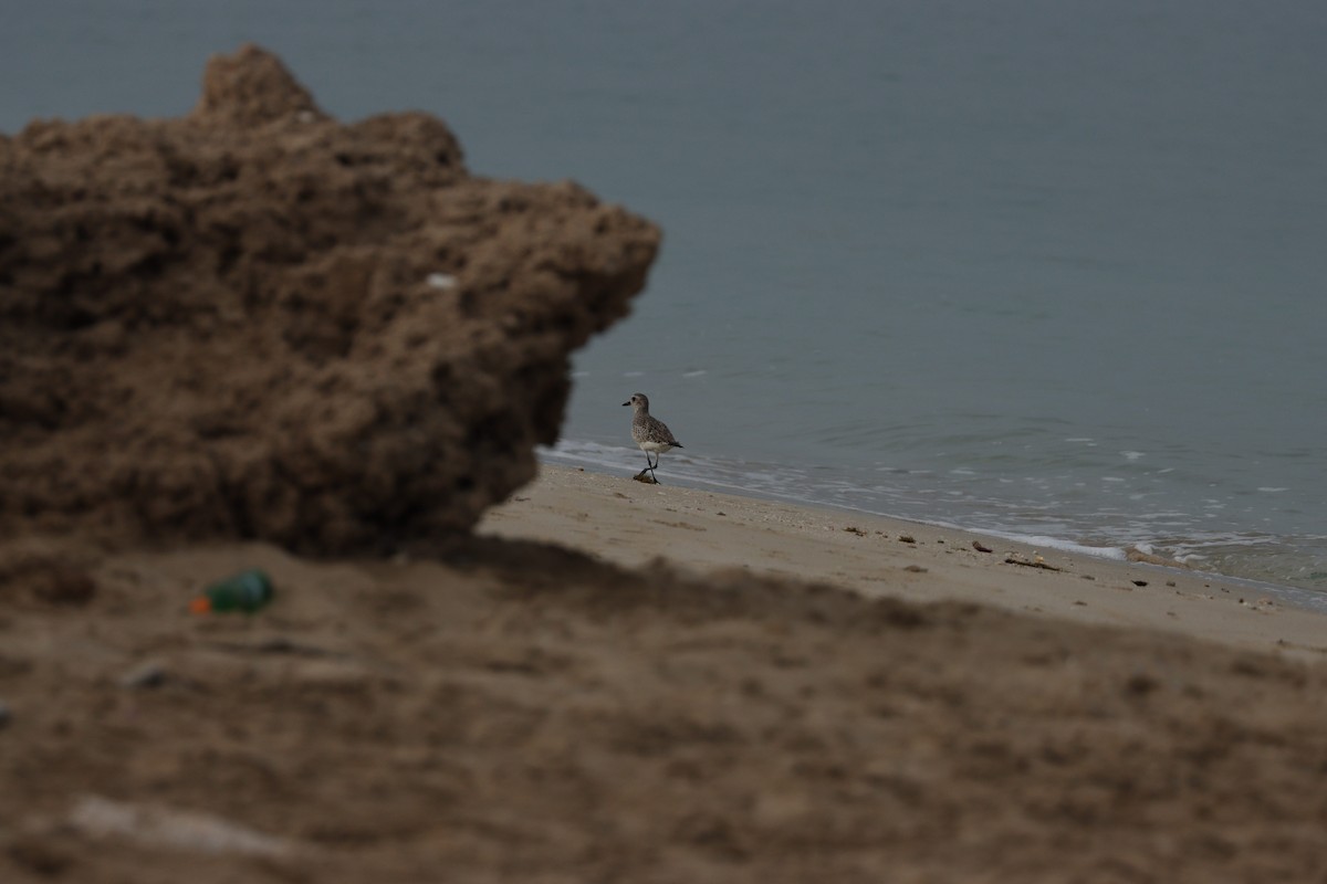 Буурал сүвээ цагаан - ML646386127