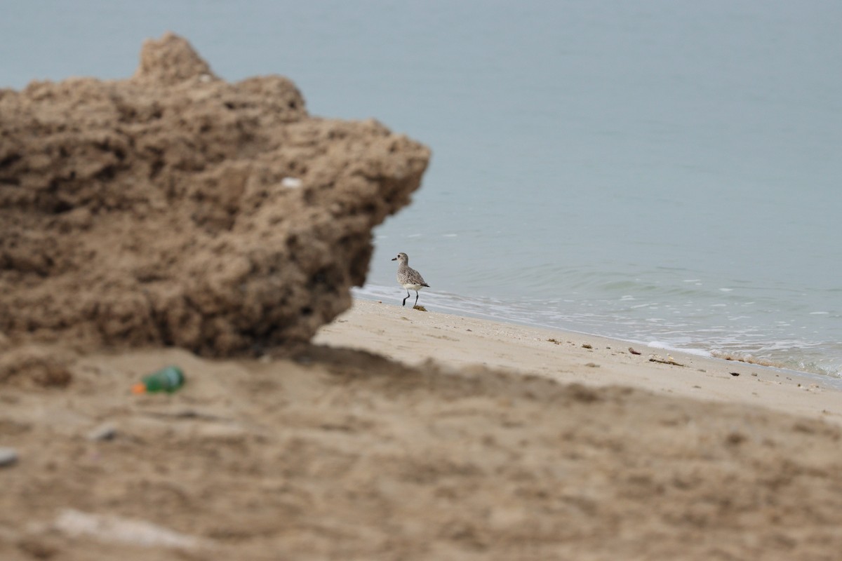 Буурал сүвээ цагаан - ML646386128