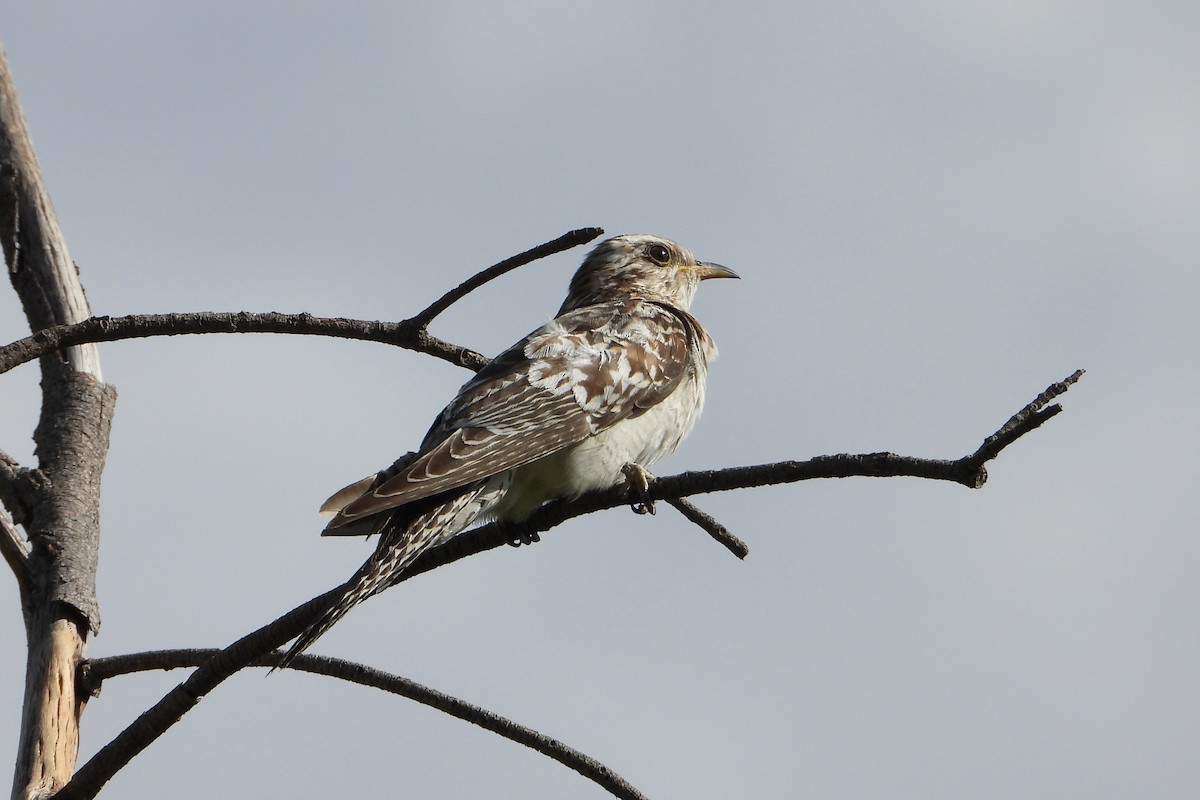 Pallid Cuckoo - ML646386130