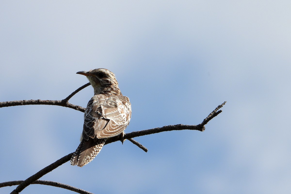 Pallid Cuckoo - ML646386131