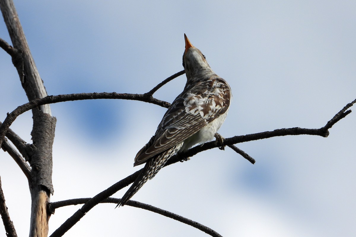 Pallid Cuckoo - ML646386132