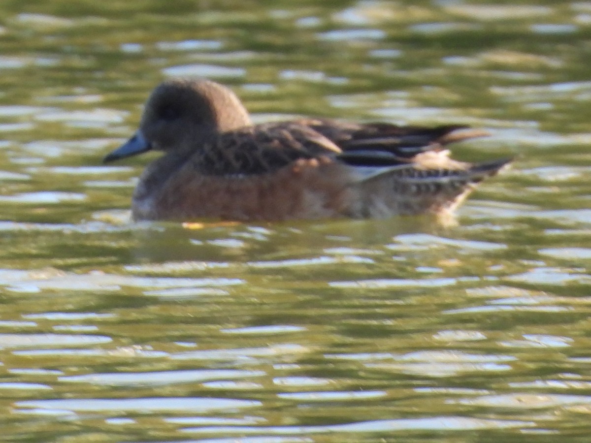 American Wigeon - ML646386135
