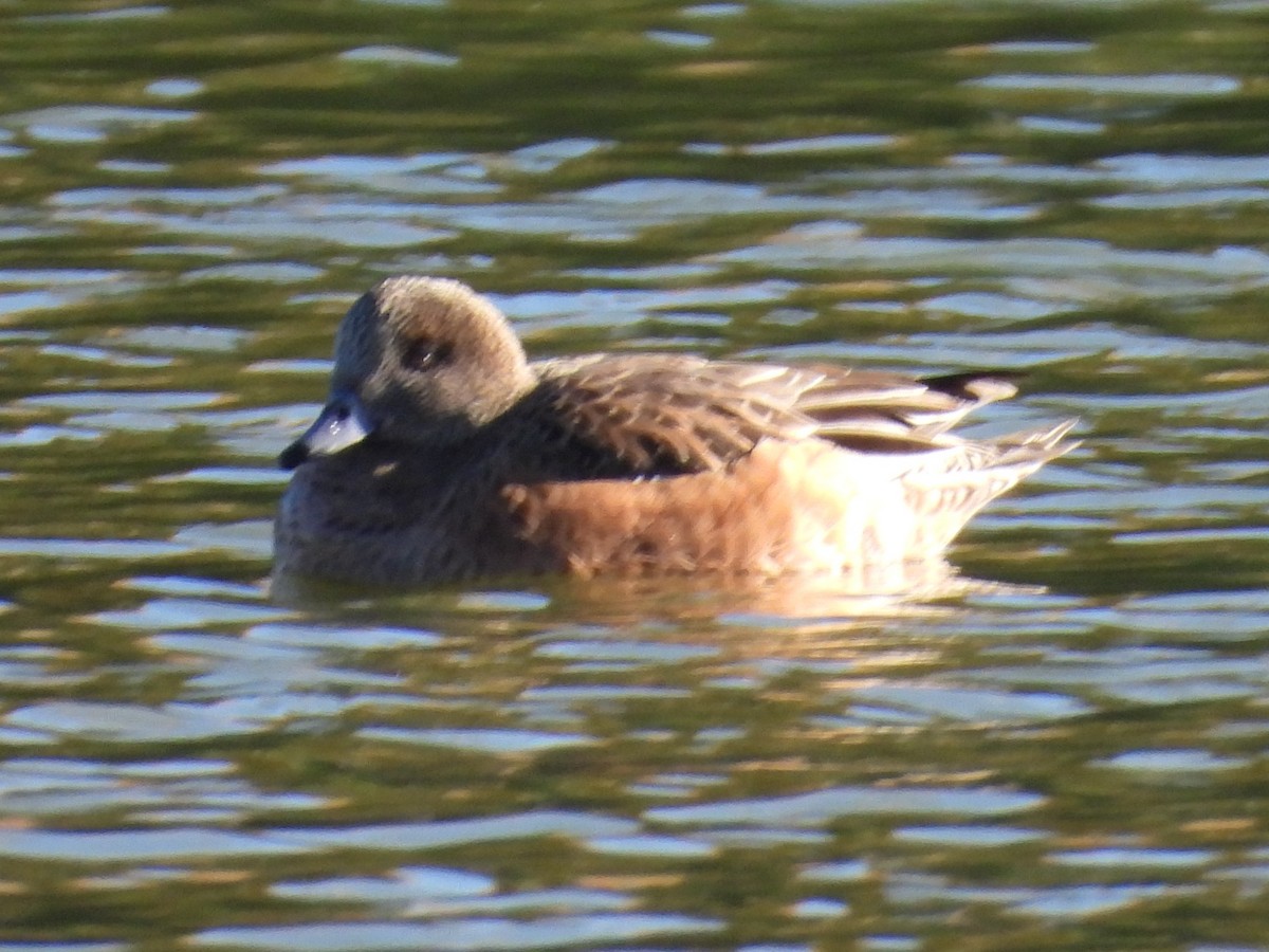 American Wigeon - ML646386136