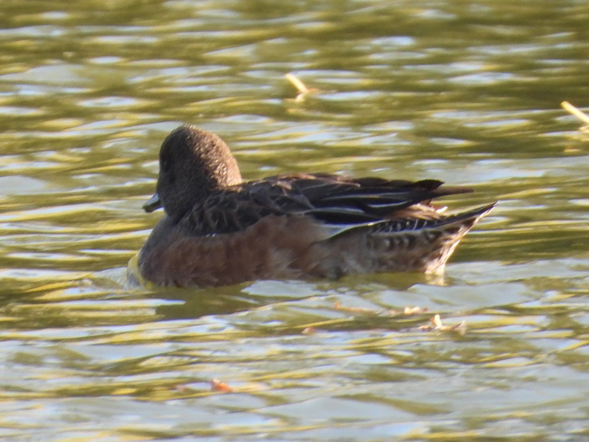 American Wigeon - ML646386137