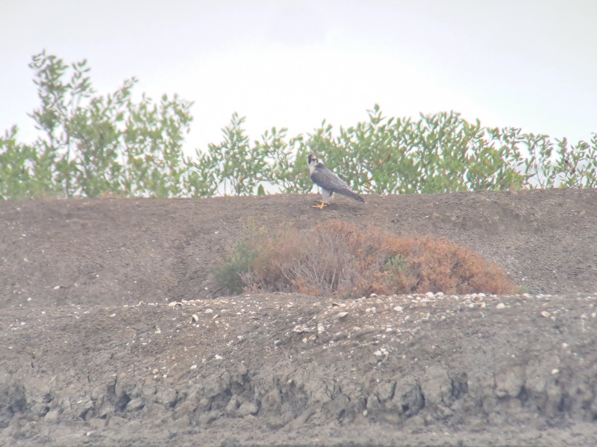 Peregrine Falcon - ML646386138