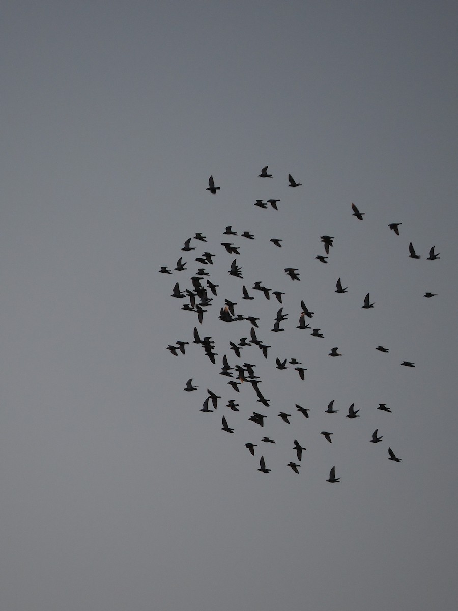 Rock Pigeon (Feral Pigeon) - ML646386141