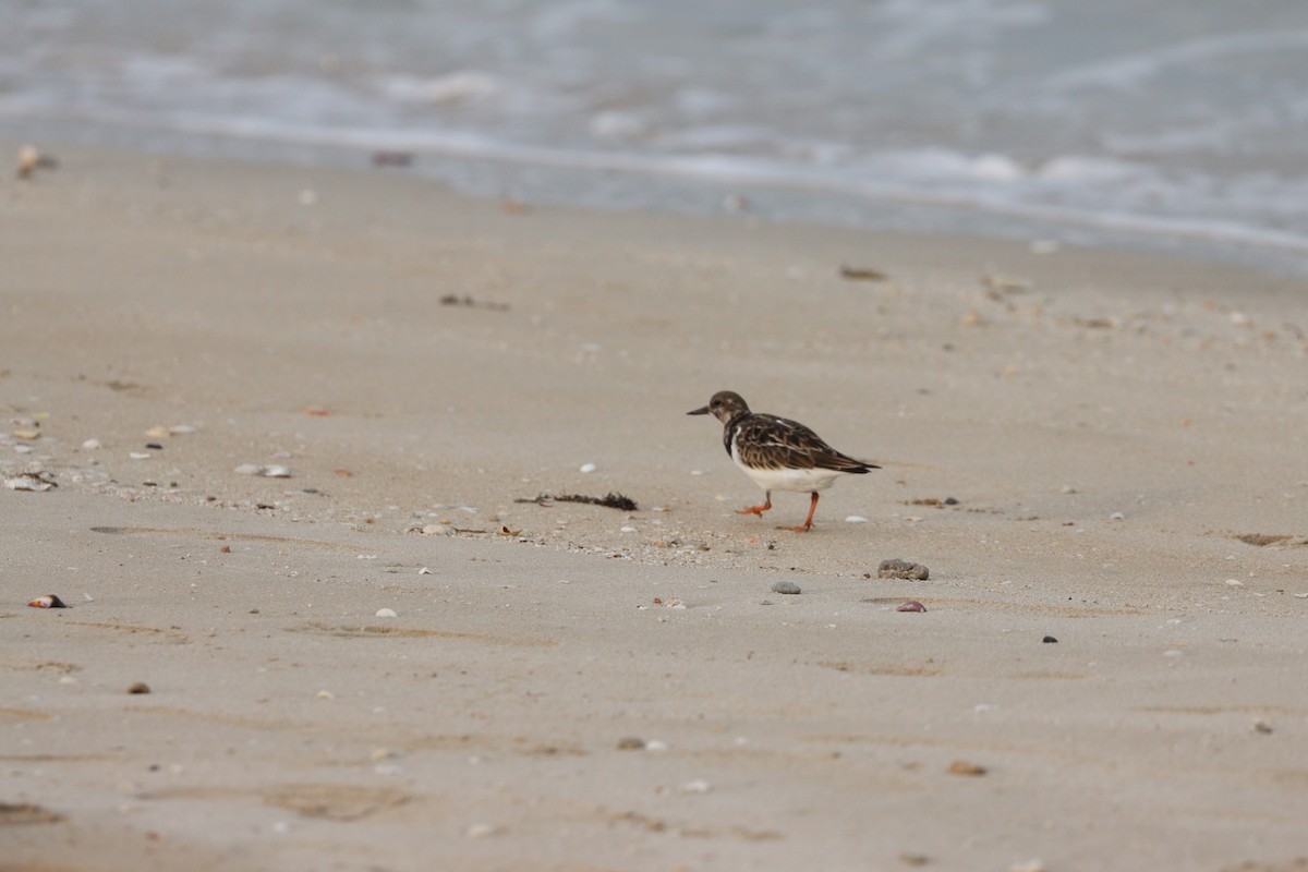 Алаг хайргач - ML646386142