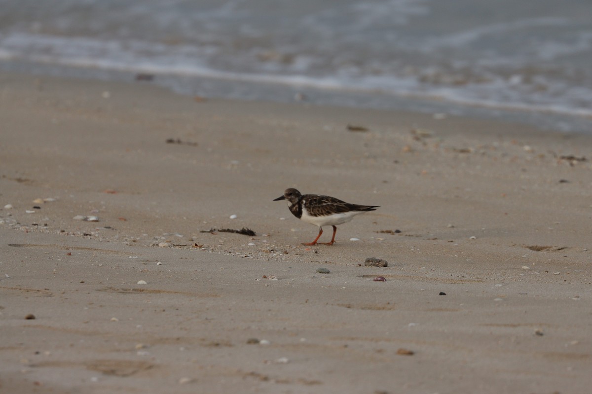 Алаг хайргач - ML646386143