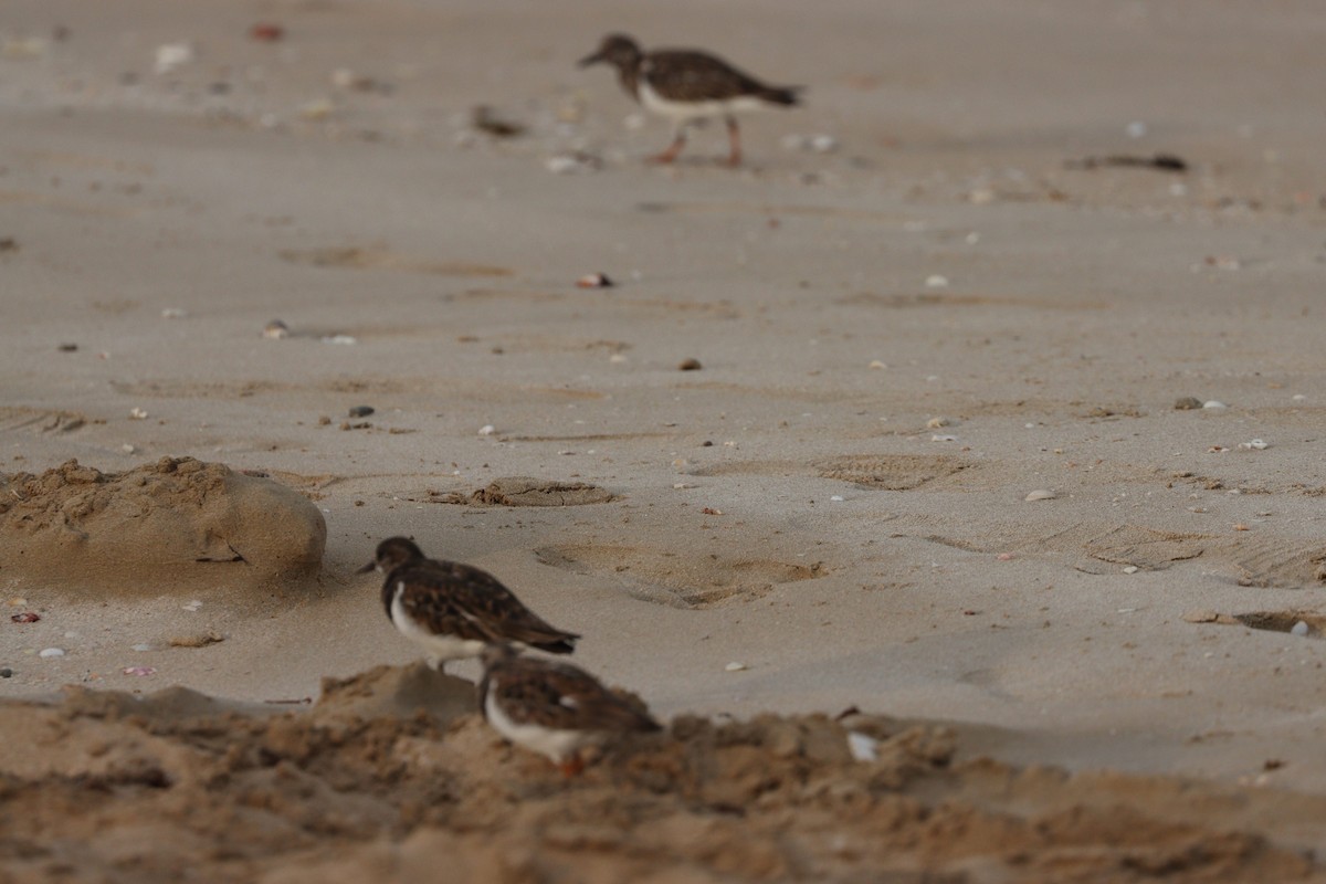 Алаг хайргач - ML646386145