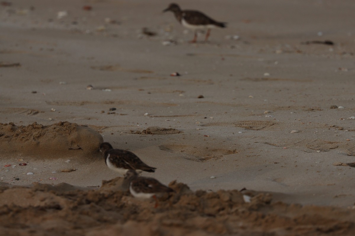 Алаг хайргач - ML646386146