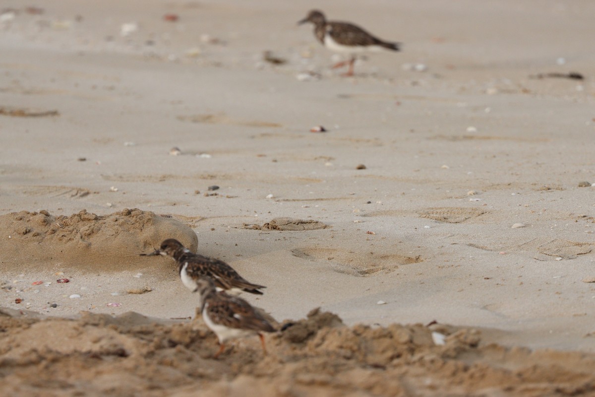 Алаг хайргач - ML646386147