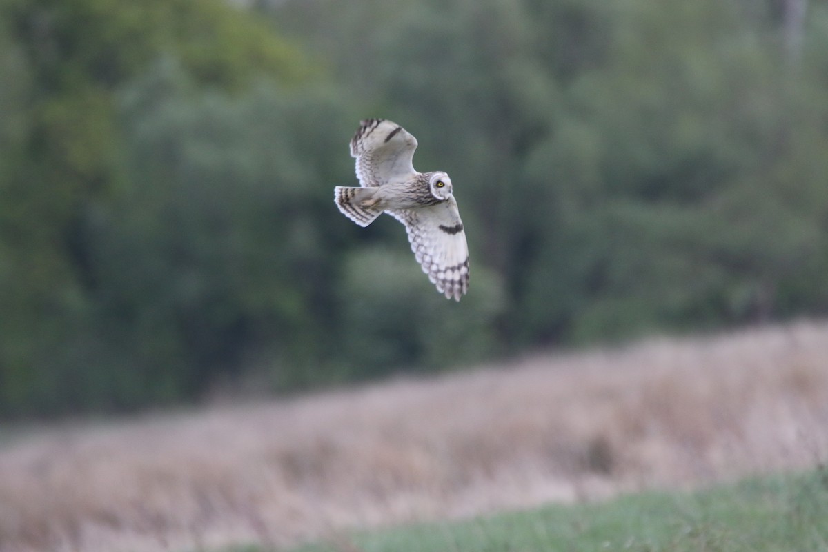Short-eared Owl - ML646386148