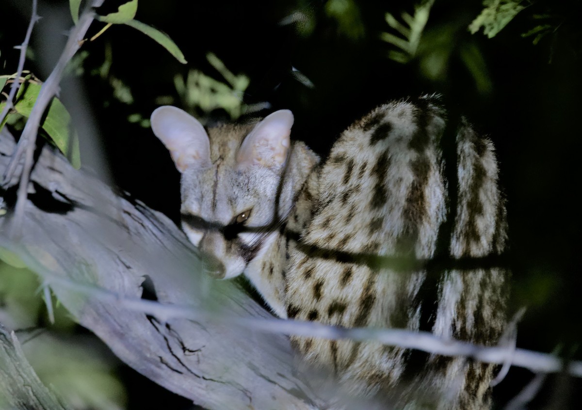 Animals - ML646386158