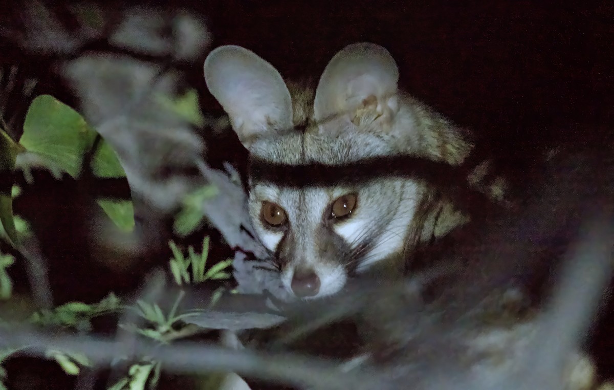 Animals - ML646386159