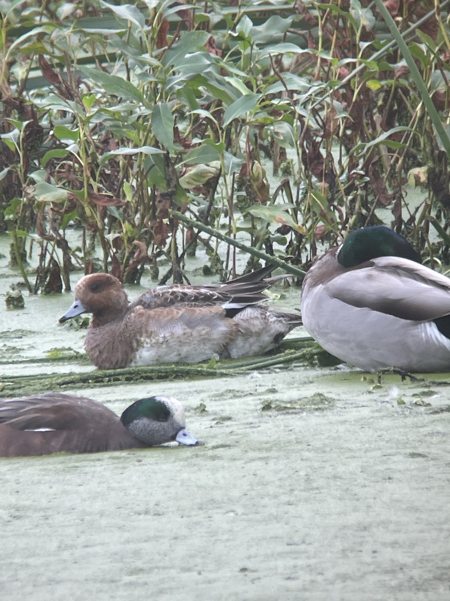 赤頸鴨 - ML646386160