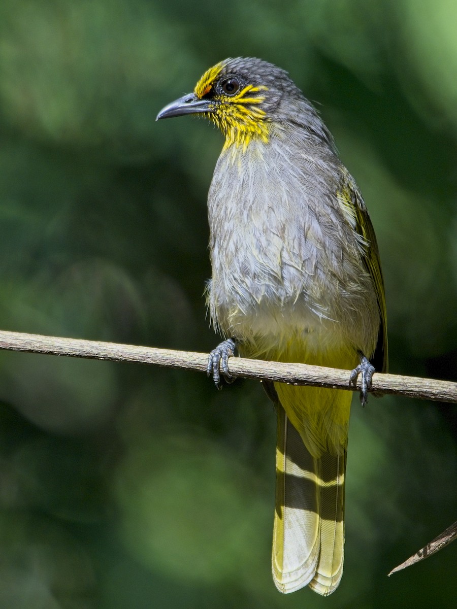 Stripe-throated Bulbul - ML646386165