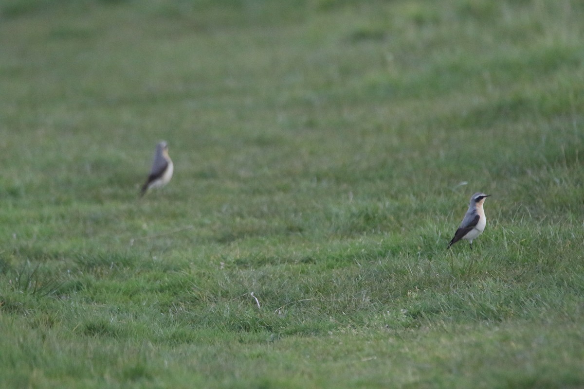 Northern Wheatear - ML646386166