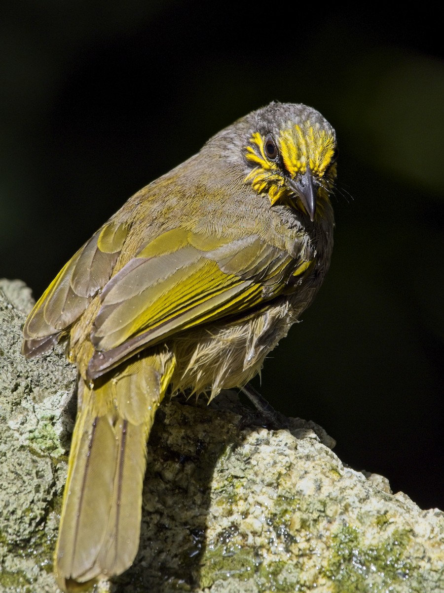 Stripe-throated Bulbul - ML646386168