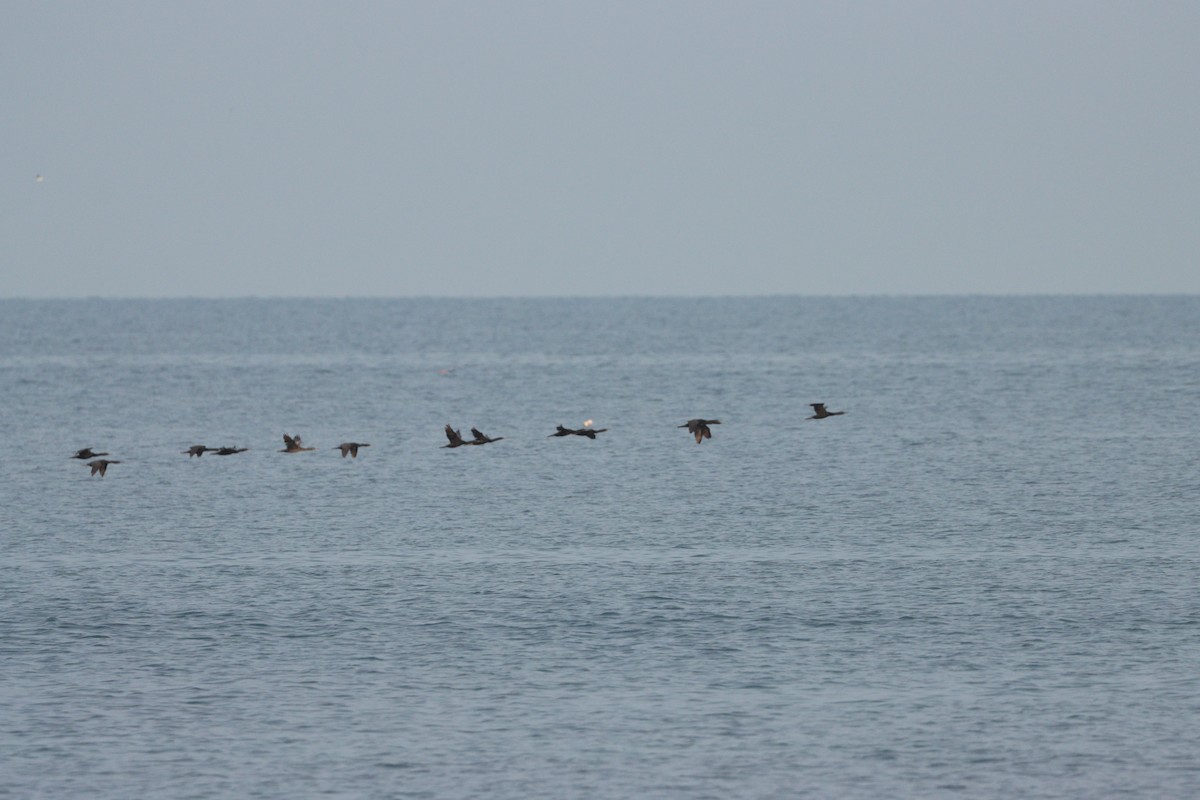 Socotra Cormorant - ML646386171