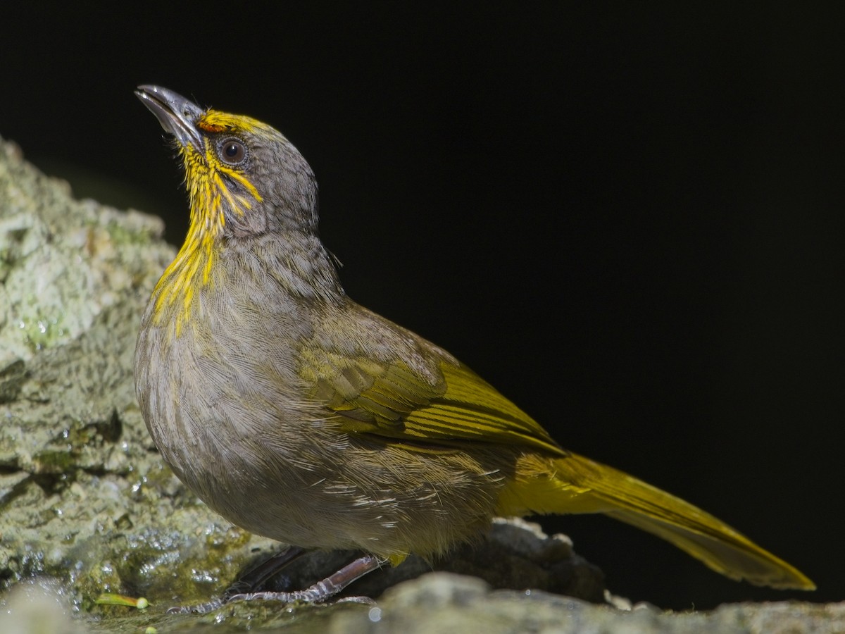 Stripe-throated Bulbul - ML646386172